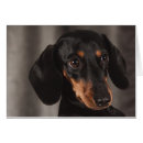 Recherche de oeil de chiot Mignon