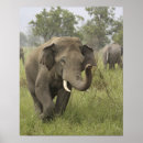 Recherche de l asie posters Parc national