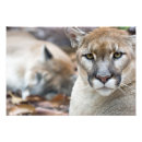 Recherche de animal puma posters Fourrure