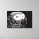 Search for african grey parrots art Photography