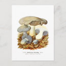 Search for agaricus Fungi