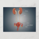 Recherche de organes internes posters Vagin