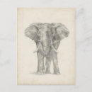 Recherche de elephants cartes postales Safari