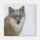 Search for canis Winter