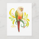 Search for conure postcards Bird