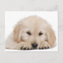 Search for golden retriever puppies postcards Looking at camera