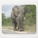 Search for big ear electronics Elephant