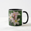 Search for pink frangipani mugs Flowers
