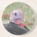 Search for turkeys coasters Thanksgiving