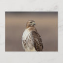Recherche de buse cartes postales Nature