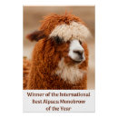 Search for alpaca art Cute