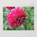 Search for buds horizontal postcards Red