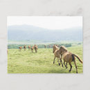 Recherche de images de cheval cartes postales Cowboy