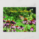 Search for monarch postcards Wildflowers