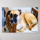 Recherche de chiens noirs posters Photographie