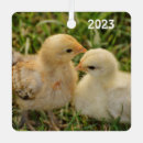 Search for poultries ornaments Chicken
