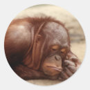 Recherche de monkey autocollants Mignon