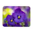 Search for violas magnets Floral