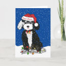 Search for bernedoodle cards Puppy