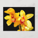Recherche de cymbidium cartes postales Exotique