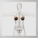 Search for female reproduction posters Uterus