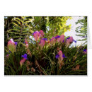 Search for bromeliad Tropical