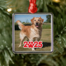 Recherche de furieux Dogs