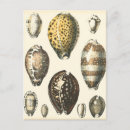 Recherche de coquillages uniques cartes postales Coquille