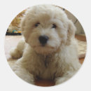 Search for goldendoodle stickers Puppy