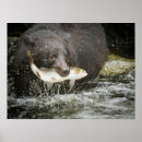 Search for animals eating posters Bear