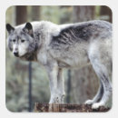 Search for wolf photo stickers Horizontal