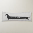 Recherche de teckels coussins Doxie