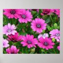 Recherche de géranium posters Plantes