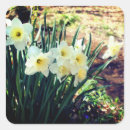Search for spring daffodil stickers Photography