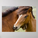 Recherche de poulain jument posters Ranch