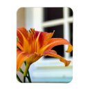Search for tiger lily magnets Flower