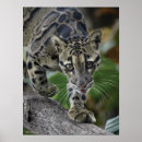 Search for leopard photography art Leopards