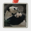 Search for baby bear ornaments White