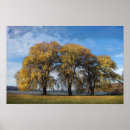 Recherche de saule posters Nuages