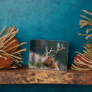 Recherche de wapiti plaques Superstock