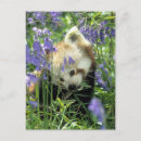 Recherche de renard cartes postales Rouge
