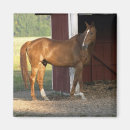 Search for filly kitchen dining Gelding