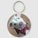 Search for chien Dog