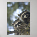 Search for racoon art posters United states