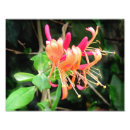 Search for fragrant art Nature