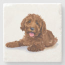 Search for labradoodles barware Puppy