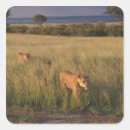 Search for kenya lion stickers Nature
