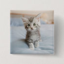 Search for coon buttons Kitten