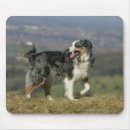 Recherche de plomb tapis souris Colley frontière