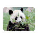 Search for giant rectangular magnets Animal